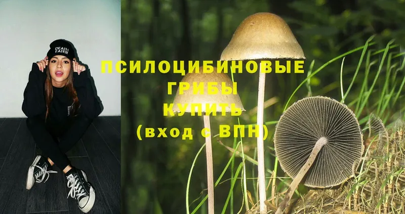 Псилоцибиновые грибы Psilocybe  Сыктывкар 